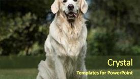  Presentation with golden - Slide set with grass theme - golden retriever 2 years old background and a tawny brown colored foreground