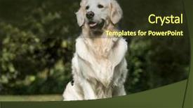  Presentation with golden - Colorful presentation design enhanced with grass theme - golden retriever 2 years old backdrop and a tawny brown colored foreground