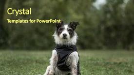  Presentation with 15 years - Presentation design with grass theme - jack russell terrier 3 years background and a tawny brown colored foreground