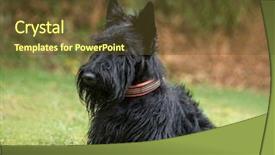  Presentation with 4 years old children and doctor - Presentation consisting of grass theme - scottish terrier 2 years old background and a tawny brown colored foreground