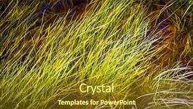  Presentation with under water - Audience pleasing PPT theme consisting of underwater flora underwater plants rivers - grass under water - abstract backdrop and a tawny brown colored foreground