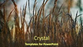  Presentation with weeds - Presentation design consisting of grass-weeds-on-an-autumn background and a tawny brown colored foreground