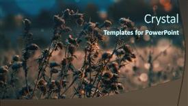  Presentation with weeds - Beautiful PPT theme featuring grass-weeds-on-an-autumn backdrop and a tawny brown colored foreground