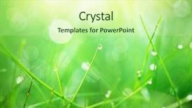  Presentation with soft focus abstract nature - PPT theme with grass with morning dew drops background and a soft green colored foreground