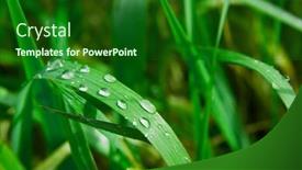  Presentation with water droplets - Presentation theme consisting of grass-with-water-droplets background and a forest green colored foreground