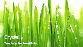  Presentation with water droplet drops on plant - Colorful PPT theme enhanced with grass with water drops backdrop and a shamrock green colored foreground