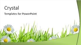  Presentation with daisy - Theme with grass with white daisies background and a white colored foreground