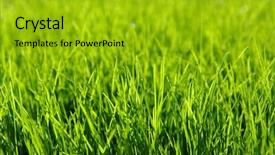  Presentation with grass - Presentation design with grasses - background of a green grass background and a gold colored foreground