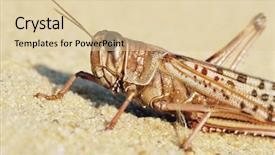  Presentation with locust - Beautiful slides featuring grasshopper - closeup of desert locust backdrop and a lemonade colored foreground