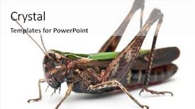  Presentation with cricket - Theme having grasshopper - cricket in front of white background and a white colored foreground