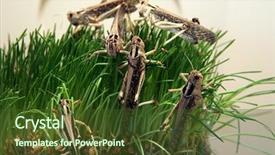  Presentation with locust - Slides consisting of grasshopper - desert locust schistocerca gregaria eating background and a tawny brown colored foreground