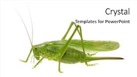  Presentation with locust - Slides having grasshopper - green locust isolated on white background and a white colored foreground