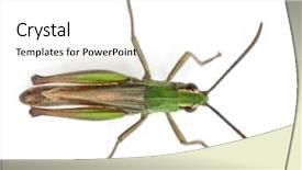  Presentation with cricket - Slides with grasshopper - high angle view of cricket background and a white colored foreground