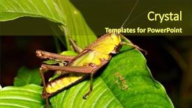  Presentation with amazon jungle - Audience pleasing PPT layouts consisting of grasshopper in amazon rain forest backdrop and a tawny brown colored foreground