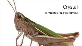  Presentation with navratri festival front page pdf - Cool new slides with grasshopper in front of white backdrop and a white colored foreground