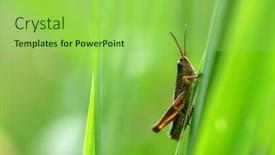  Presentation with meadow - Colorful PPT layouts enhanced with grasshopper-in-grass-on-meadow backdrop and a yellow colored foreground