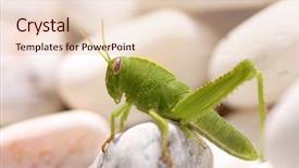  Presentation with romance luxury nature - Theme featuring grasshopper in the nature background and a lemonade colored foreground