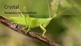  Presentation with nature community - Audience pleasing presentation consisting of grasshopper in the nature backdrop and a gold colored foreground