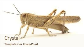  Presentation with brown sugar isolated on white - Amazing theme having grasshopper isolated on a white backdrop and a cream colored foreground