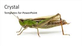  Presentation with brown sugar isolated on white - Colorful PPT theme enhanced with grasshopper isolated on white background backdrop and a white colored foreground