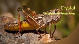  Presentation with insect macro of mosquito aedes - Colorful slide set enhanced with grasshopper macro backdrop and a tawny brown colored foreground