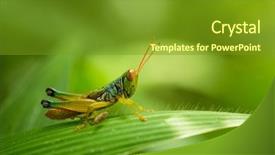  Presentation with blade - Beautiful slide deck featuring grasshopper on blade of grass backdrop and a tawny brown colored foreground