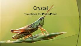  Presentation with grass - Cool new presentation with grasshopper on grass close up backdrop and a yellow colored foreground