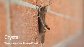  Presentation with insect - Theme consisting of grasshopper orthoptera caelifera insect animal background and a coral colored foreground