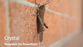  Presentation with insect - Amazing theme having grasshopper orthoptera caelifera insect animal backdrop and a coral colored foreground