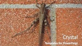  Presentation with insect - Audience pleasing presentation consisting of grasshopper orthoptera caelifera insect animal backdrop and a coral colored foreground
