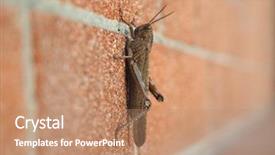  Presentation with insect - Theme consisting of grasshopper orthoptera caelifera insect animal background and a coral colored foreground