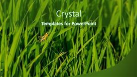  Presentation with marsh - Presentation enhanced with grasshopper-suns-itself background and a forest green colored foreground