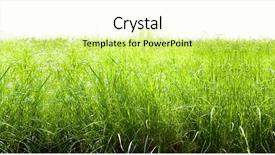  Presentation with meadow - Theme with grassy area - bright sunny summer meadow background and a  colored foreground