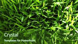  Presentation with grass texture on green - Presentation theme featuring grassy area - green grass fresh background background and a forest green colored foreground