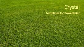  Presentation with meadow - Presentation theme enhanced with grassy area - green meadow in perspective background and a tawny brown colored foreground