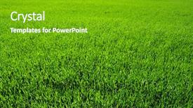  Presentation with green abstract leaves texture - Audience pleasing PPT theme consisting of grassy area - texture green lawn backdrop and a shamrock green colored foreground