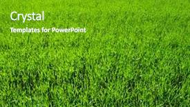  Presentation with grass - Slide set featuring top view of toasted rye bread with butter on the white plate background and a gray colored foreground