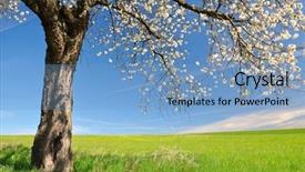 Presentation with spring tree - Audience pleasing slide deck consisting of blooming cherry tree on meadow backdrop and a light blue colored foreground