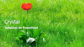  Presentation with green lawn - PPT theme having flower plot - red tulips on a green background and a shamrock green colored foreground