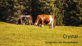  Presentation with grazing - Colorful PPT theme enhanced with grassy hill well-known international backdrop and a gold colored foreground