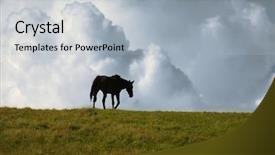  Presentation with horizon - Presentation theme consisting of grassy meadow - black horse walking away background and a light gray colored foreground