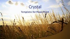  Presentation with cannabis marijuana field - Theme enhanced with grassy meadow - sunset on field at autumn background and a sky blue colored foreground