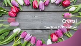  Presentation with gratitude - Colorful slide deck enhanced with gratitude - frame of fresh tulips arranged backdrop and a gray colored foreground