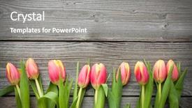  Presentation with gratitude - Theme featuring gratitude - fresh tulips arranged on old background and a gray colored foreground