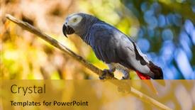  Presentation with parrot - Slide deck enhanced with gray-african-parrot-in-bali background and a gold colored foreground