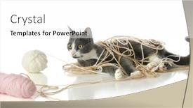  Presentation with yarn - Cool new presentation theme with gray-and-white-cat-tangled backdrop and a white colored foreground