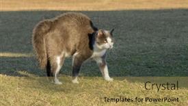  Presentation with gray - Slides featuring gray-and-white-cat background and a yellow colored foreground