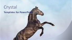  Presentation with horse - Audience pleasing slides consisting of gray-andalusian-horse-rear backdrop and a sky blue colored foreground