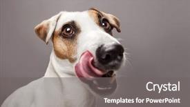  Presentation with puppy - Cool new presentation theme with gray background with long tongue backdrop and a gray colored foreground