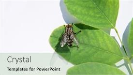  Presentation with green leaf - Colorful presentation theme enhanced with gray-big-fly-and-green backdrop and a seafoam green colored foreground
